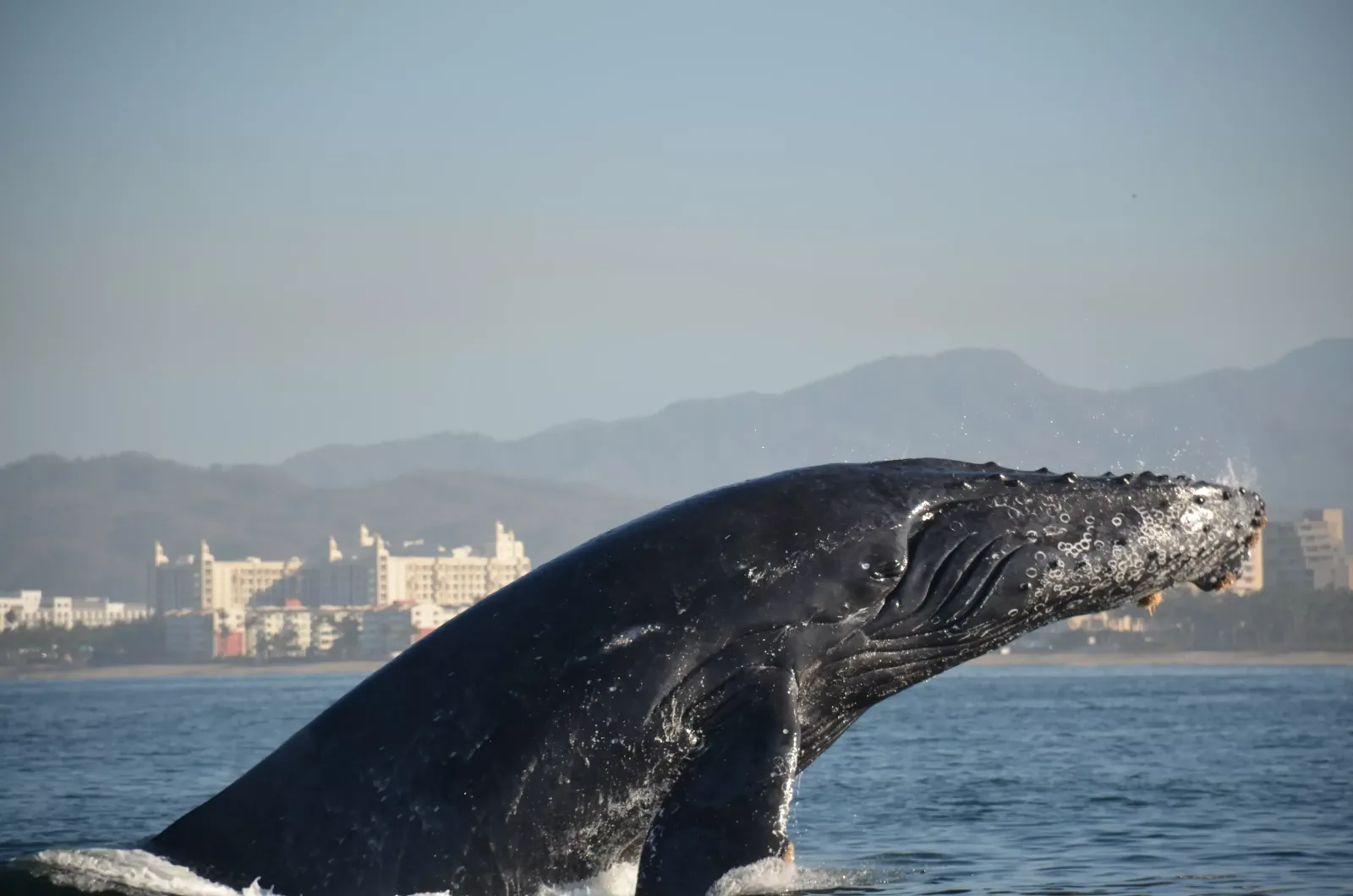 Avistamiento de Ballenas en Catamaran foto 1