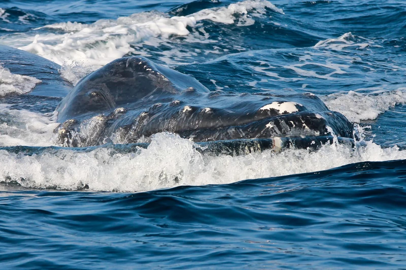 Avistamiento de Ballenas en Catamaran foto 3