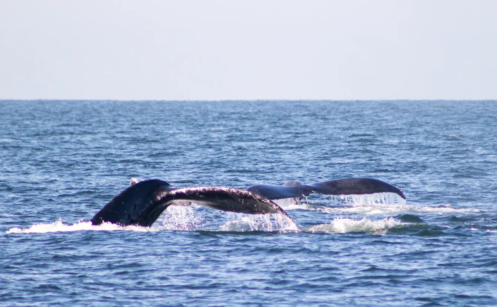 Avistamiento de Ballenas en Catamaran foto 7