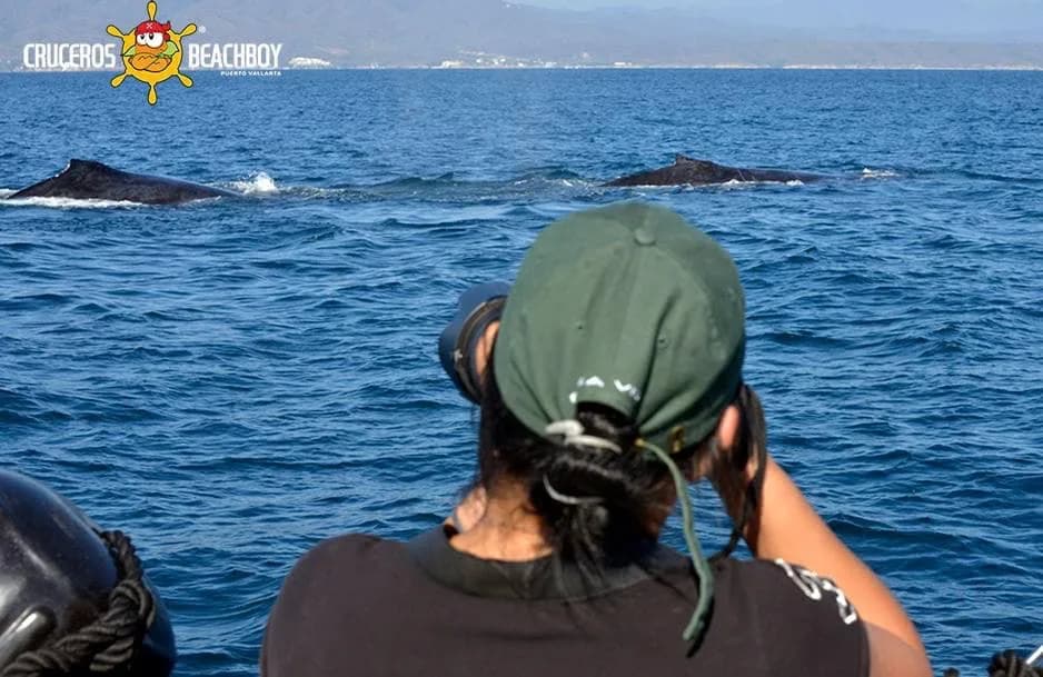 Avistamiento de Ballenas en Catamaran foto 4