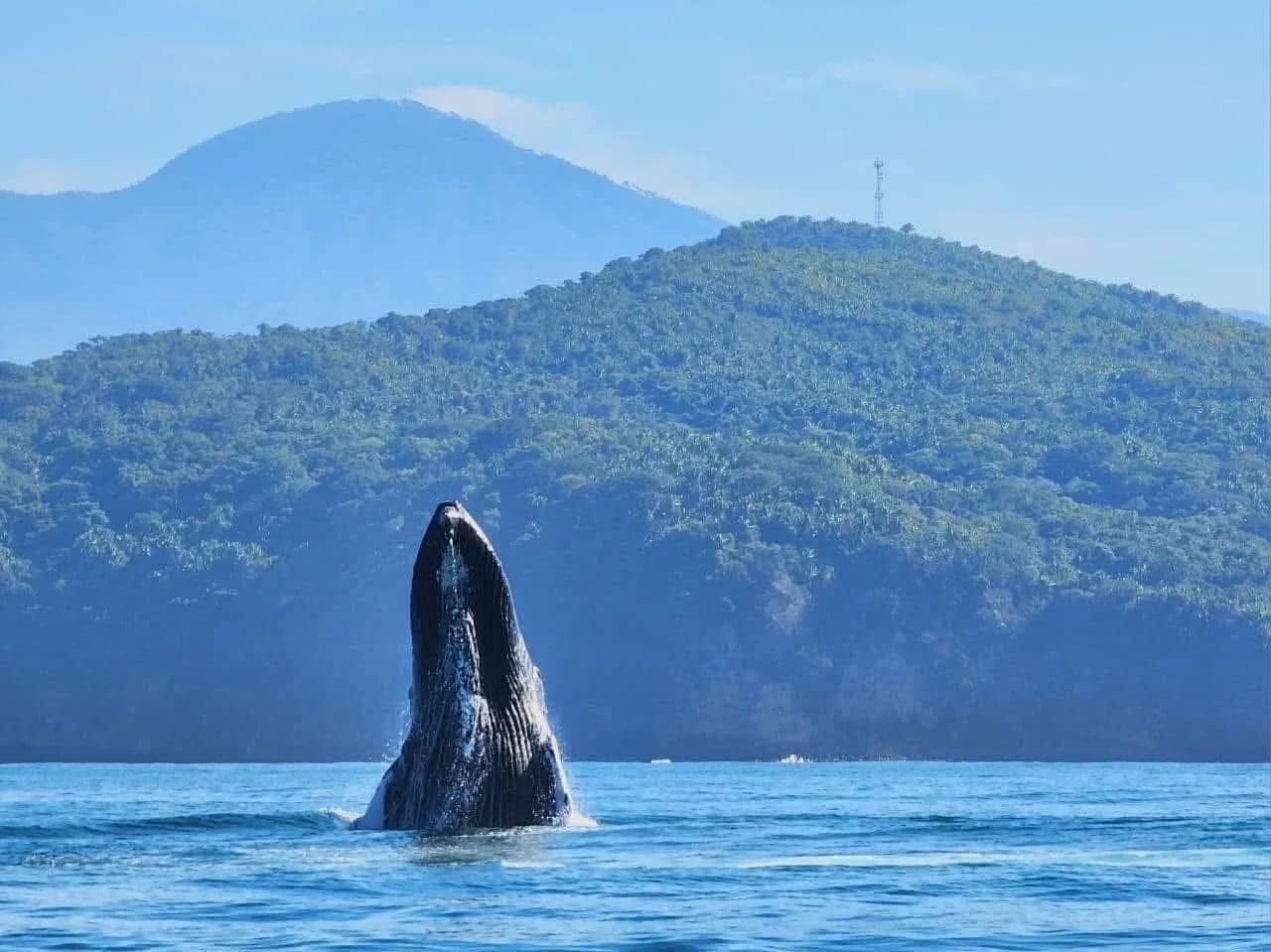 Avistamiento de Ballenas en Catamaran foto 5