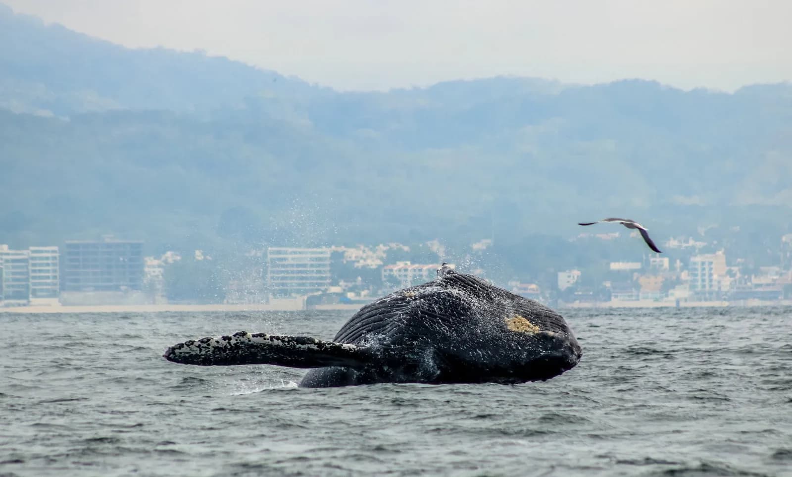 Avistamiento Ballenas en Lancha Rapida foto 3