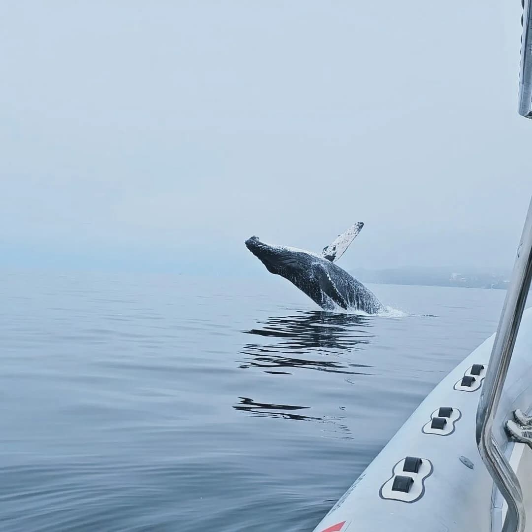 Avistamiento Ballenas en Lancha Rapida foto 2